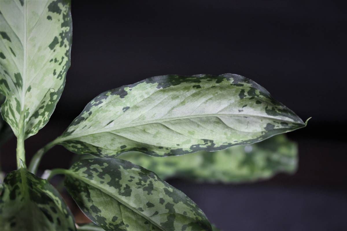 アグラオネマ AZ ギャラクシー 【公式通販】