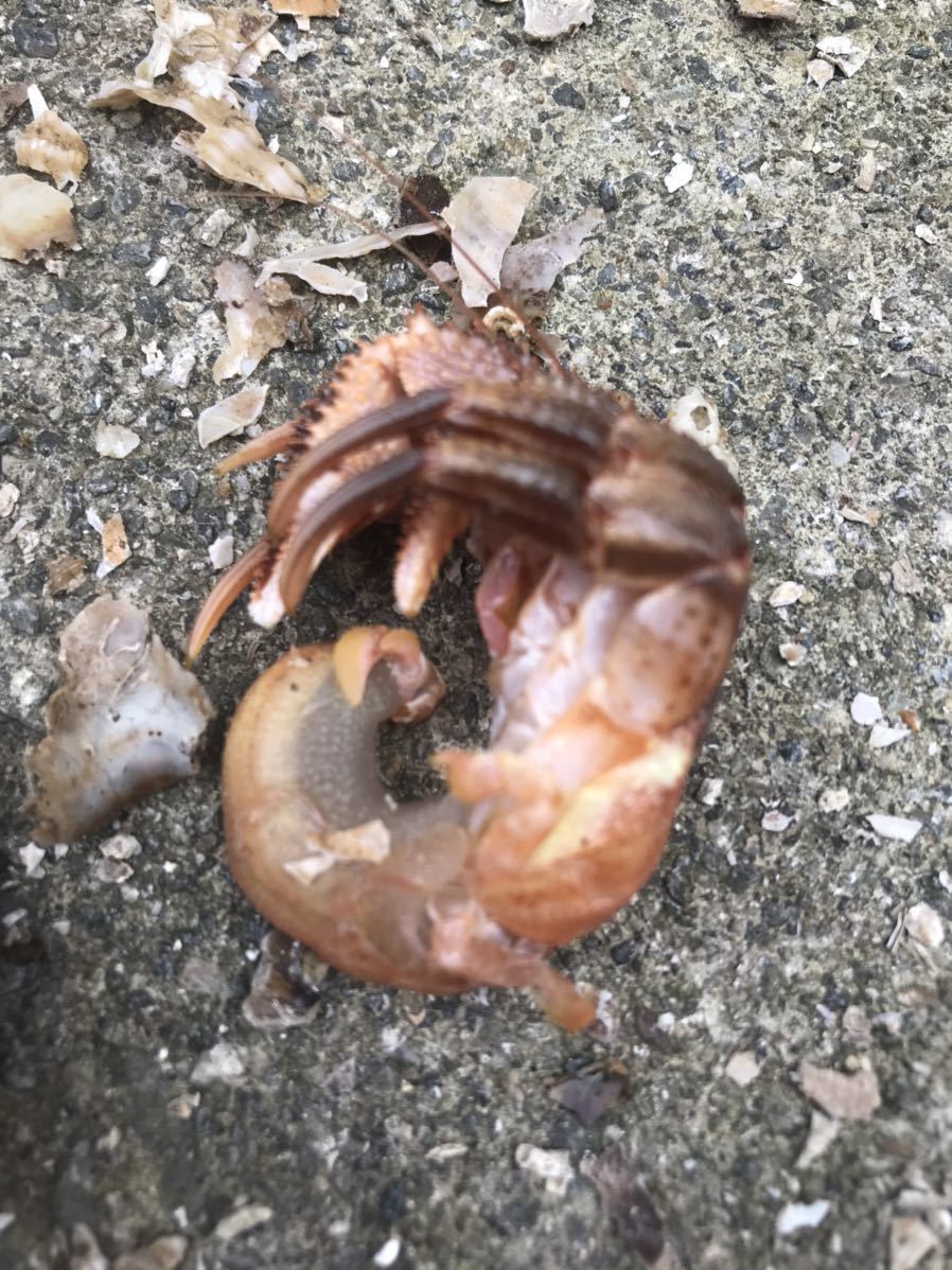 新品 ヤドカリ 冷凍 40匹 釣り餌 送料無料 の落札情報詳細 ヤフオク落札価格情報 オークフリー スマートフォン版