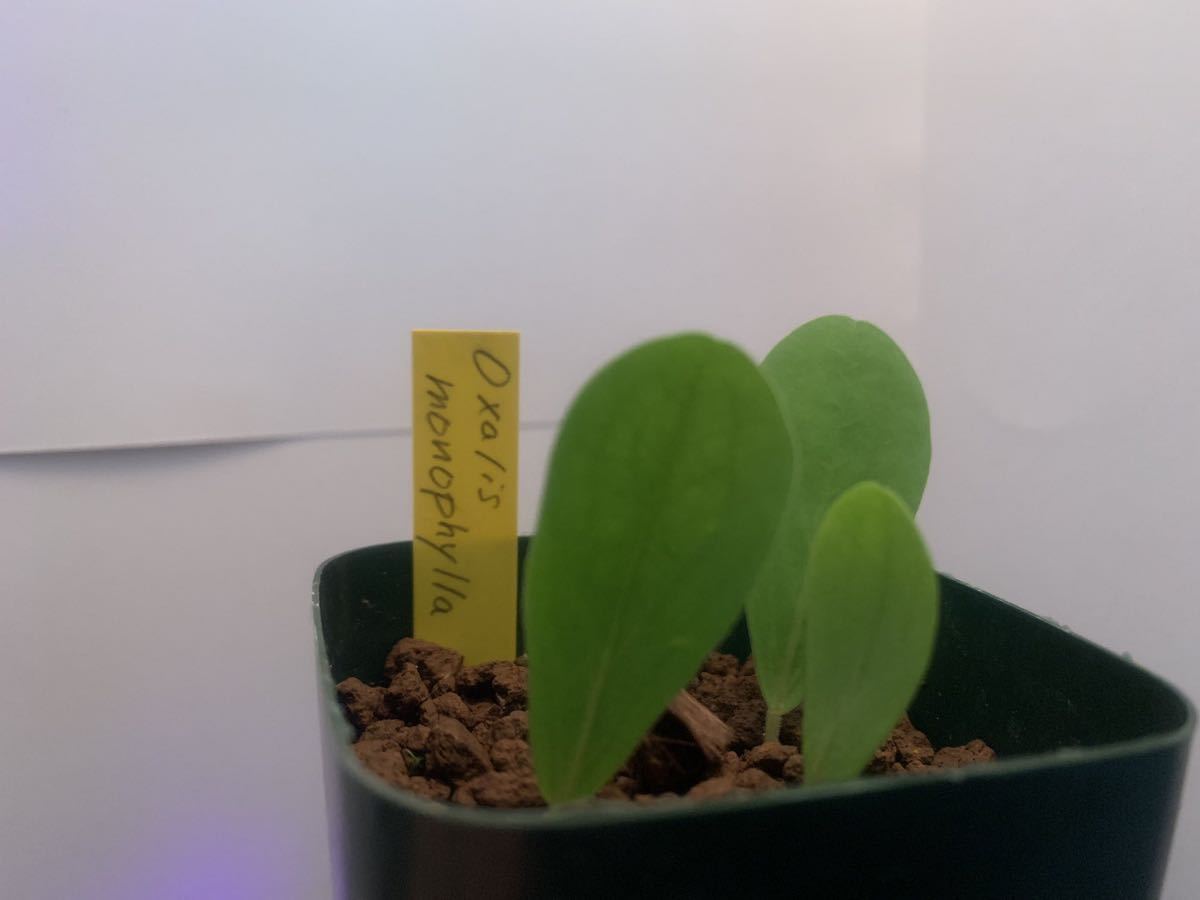 Oxalis Monophylla 中球 オキザリス 球根 夏眠性 カタバミ 山野草 ケープバルブ の落札情報詳細 ヤフオク落札価格情報 オークフリー スマートフォン版