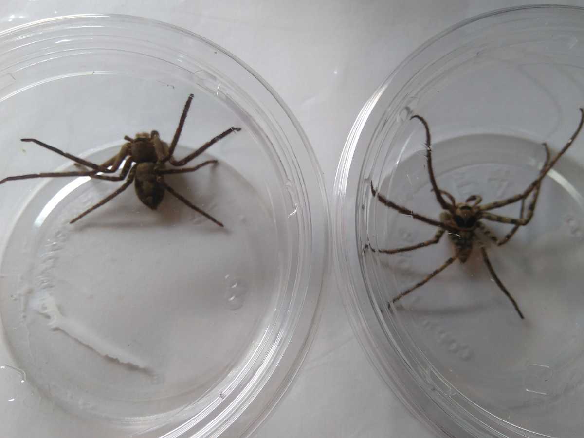 新品 即決 宮崎県産 アシダカグモ軍曹 2匹セット オス メス 繁殖に 巨大な蜘蛛 大きいクモ ゴキブリ退治 対策に 自由研究 飼育 の落札情報詳細 ヤフオク落札価格情報 オークフリー スマートフォン版 新品 即決 宮崎県産 アシダカグモ軍曹 2匹セット オス メス 繁殖に 巨大な蜘蛛 大きいクモ ゴキブリ退治 対策に 自由研究 飼育 の落札情報詳細 ヤフオク落札価格情報 オークフリー スマートフォン版