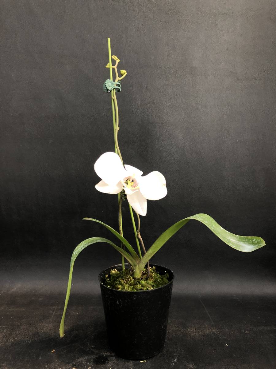 新品 洋蘭 原種 胡蝶蘭 Phal Amabilis Surabaya ファレノプシス アマビリス スラバヤ系 着生蘭 珍しい産地違いの実生 の落札情報詳細 ヤフオク落札価格情報 オークフリー スマートフォン版