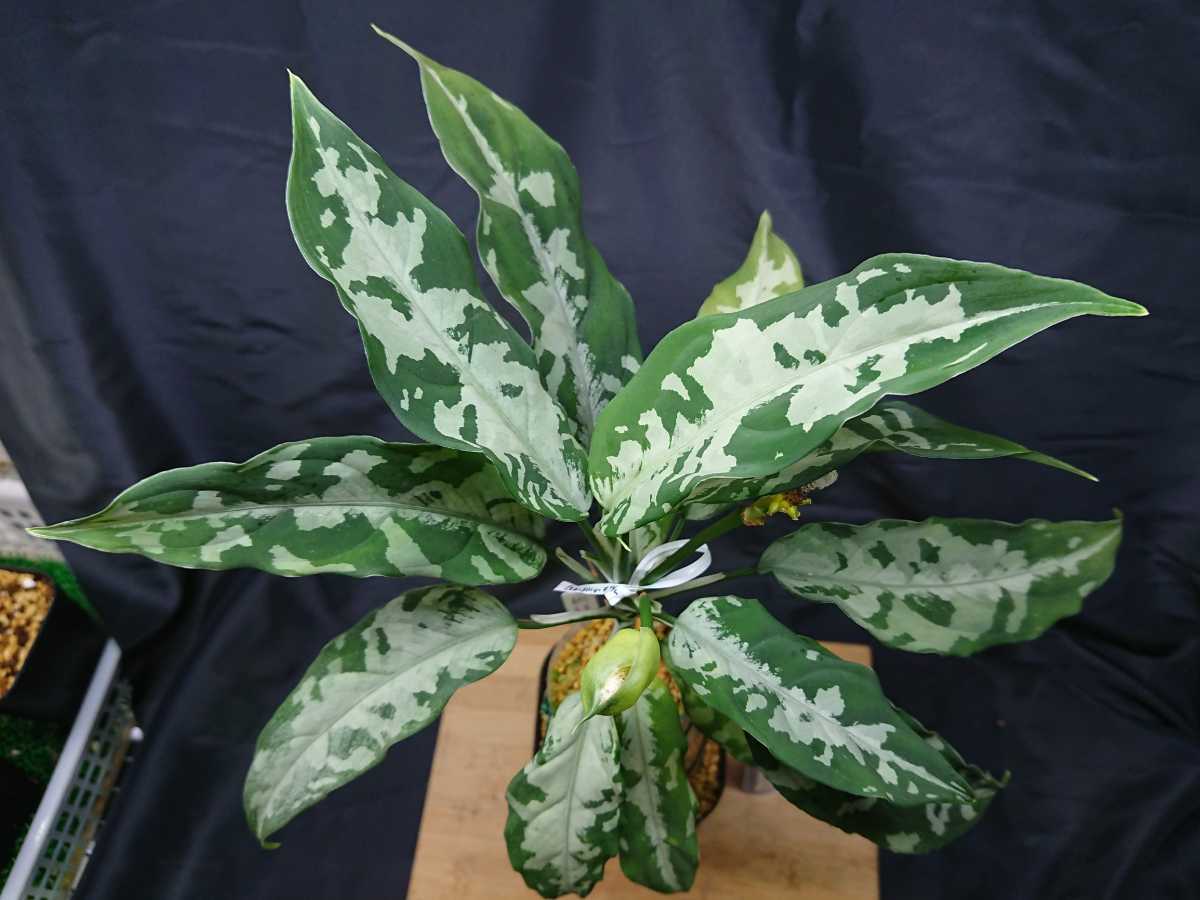 HaL plants》Aglaonema pictum Argentum “しるば～らいん” Aceh トップ