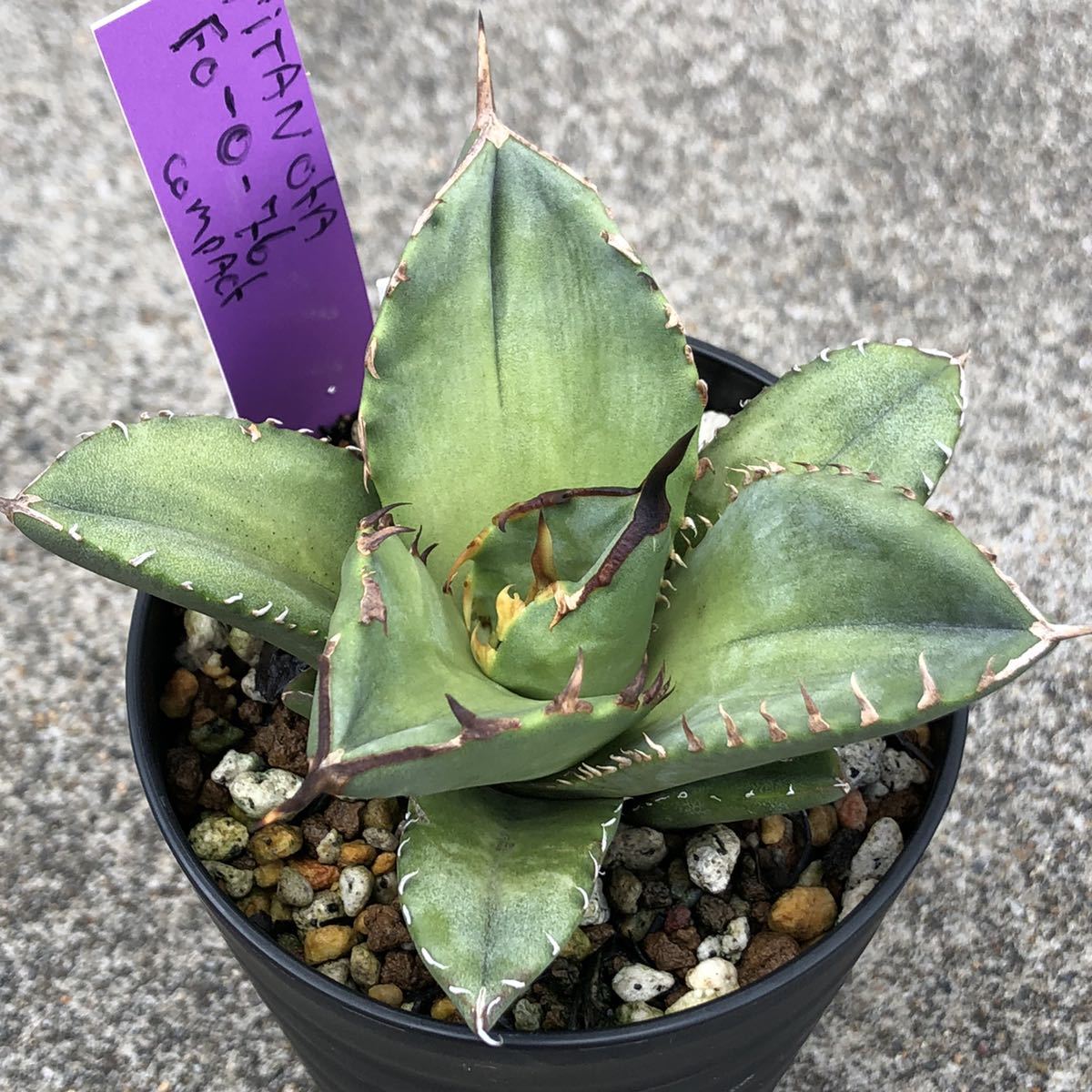 アガベ チタノタ FO076 コンパクタ agave titanota FO076 compacta