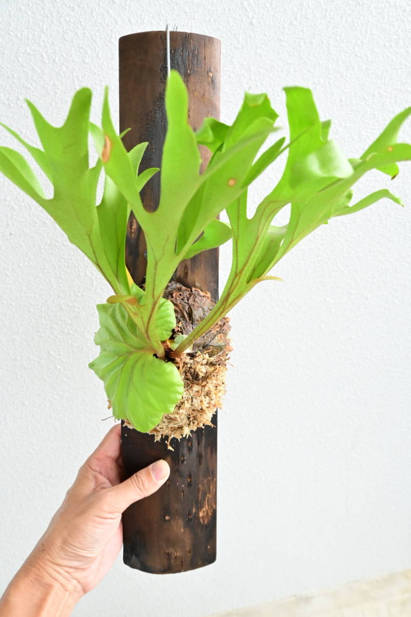 新品 P Ridleyi Bikamori Com ビカクシダ リドレイ の落札情報詳細 ヤフオク落札価格情報 オークフリー スマートフォン版