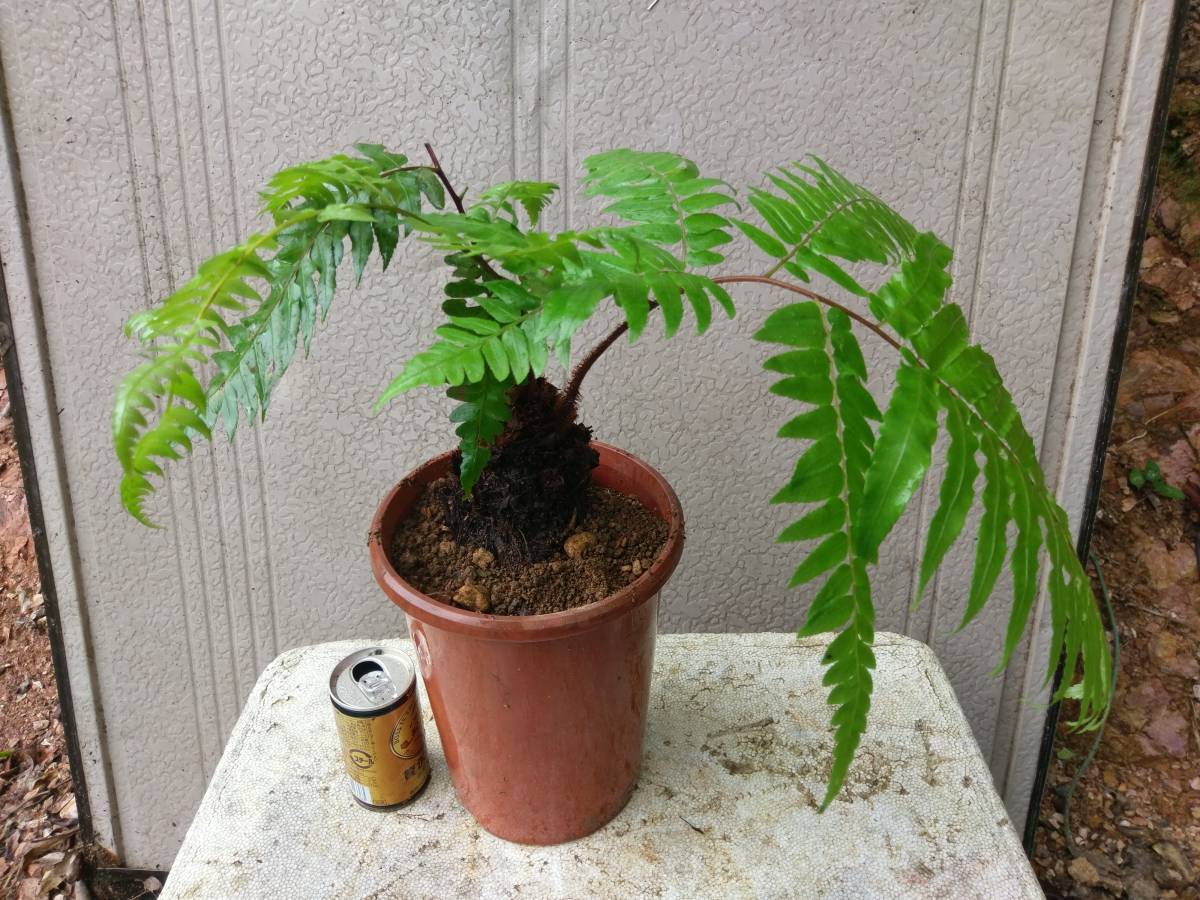 シダ植物 クロヘゴ(オニヘゴ) 奄美大島産 栽培品の落札情報詳細