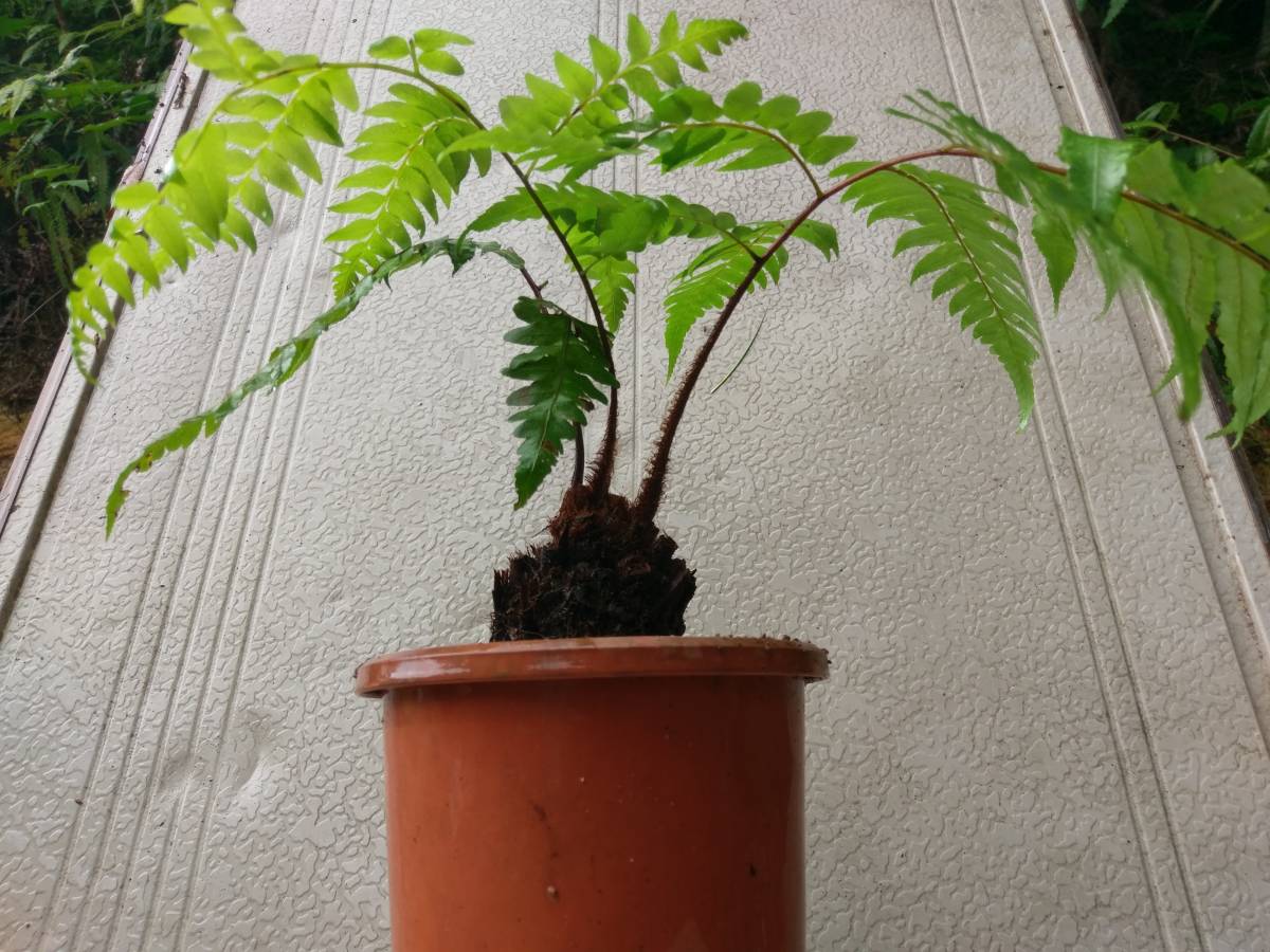シダ植物 クロヘゴ(オニヘゴ) 奄美大島産 栽培品の落札情報詳細