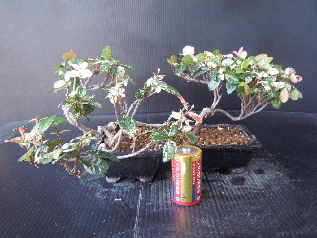 100%品質 トクサ・初雪カズラの盆栽(刷毛目丸鉢) 植木鉢 - www.chopsticksviet.com.au 100%品質 トクサ・初雪カズラの盆栽(刷毛目丸鉢) 植木鉢 - www.chopsticksviet.com.au