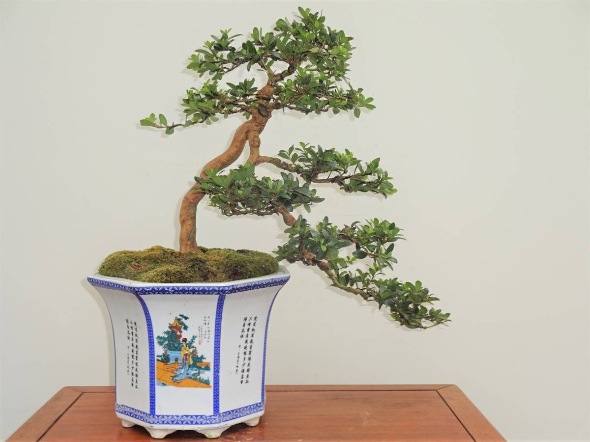 鹿沼のさつき屋さん 【吾妻鏡】 創作盆栽/半懸崖/美品/皐月・さつき