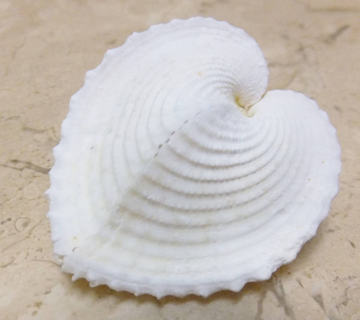 出色 リュウキュウアオイ 貝殻 インテリア 約3 4ｃｍ Trademarketingforce Com Br