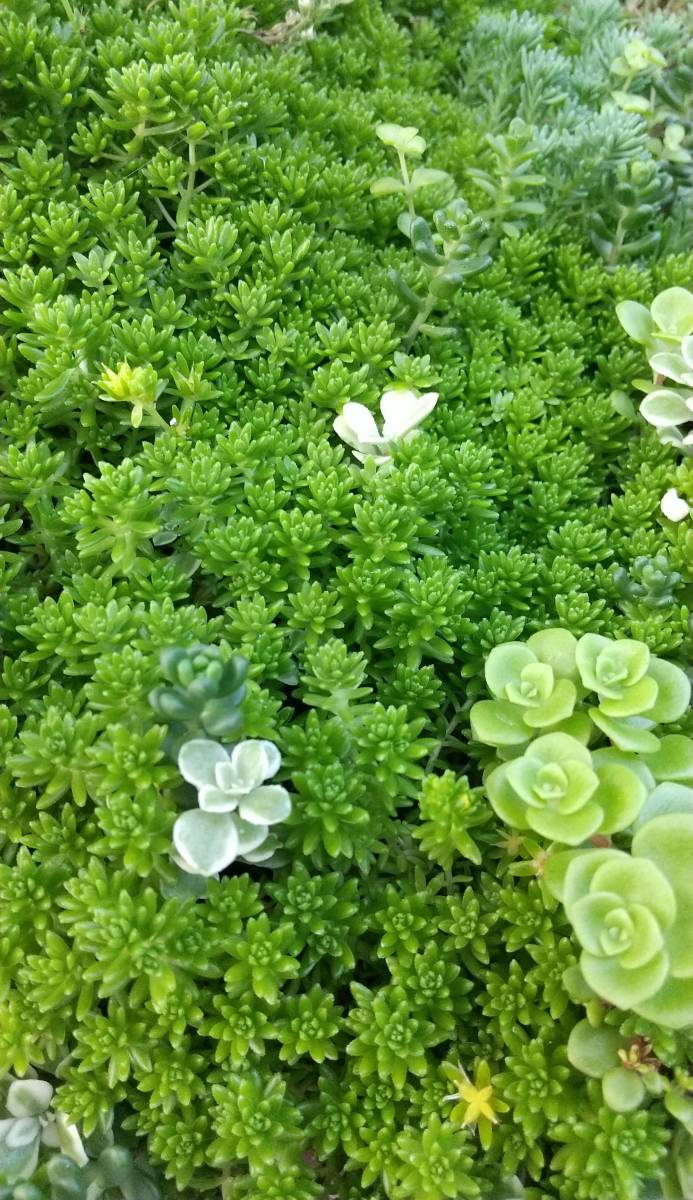 一番の贈り物 子持ち蓮華抜き苗 モリムラマンネングサ 森村万年草 カット苗 インテリア小物 Www Thjodfelagid Is