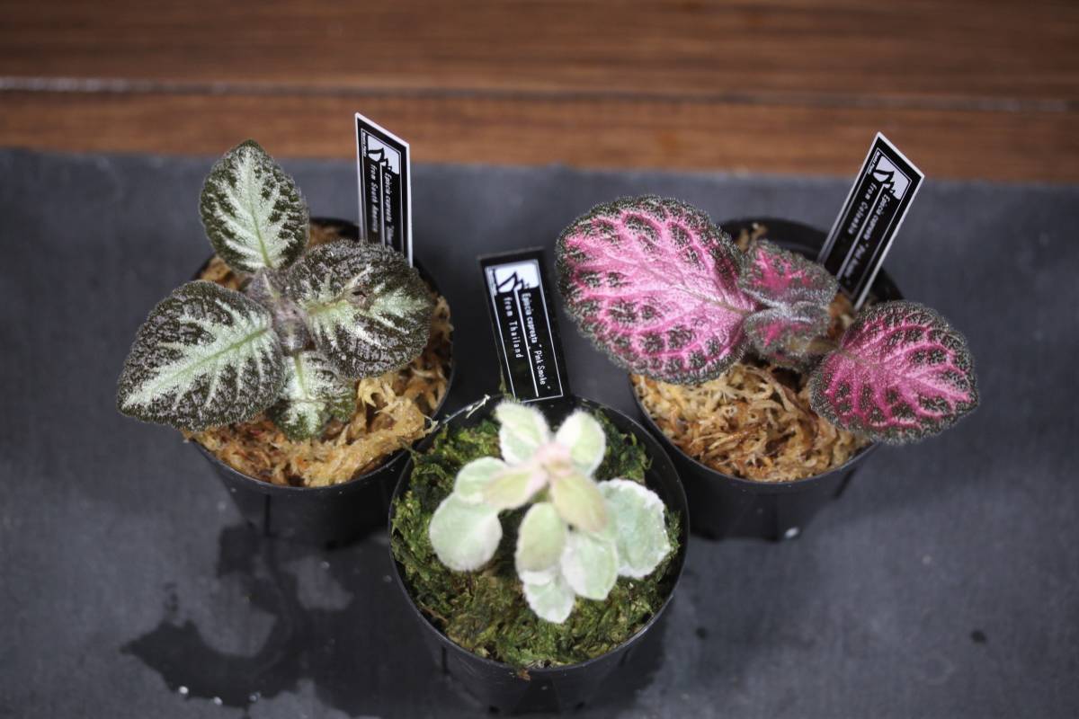 新品 エピスシア クプレアータ 3点セット Episcia Cupreata Silver Sheen Pink Acajou Pink Smoke の落札情報詳細 ヤフオク落札価格情報 オークフリー スマートフォン版 新品 エピスシア クプレアータ 3点セット Episcia Cupreata Silver Sheen Pink Acajou Pink Smoke の落札情報詳細 ヤフオク落札価格情報 オークフリー スマートフォン版