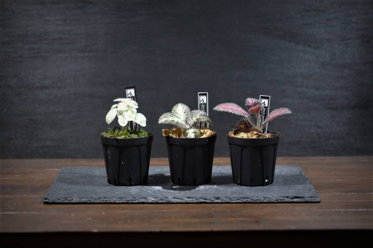新品 エピスシア クプレアータ 3点セット Episcia Cupreata Silver Sheen Pink Acajou Pink Smoke の落札情報詳細 ヤフオク落札価格情報 オークフリー スマートフォン版 新品 エピスシア クプレアータ 3点セット Episcia Cupreata Silver Sheen Pink Acajou Pink Smoke の落札情報詳細 ヤフオク落札価格情報 オークフリー スマートフォン版