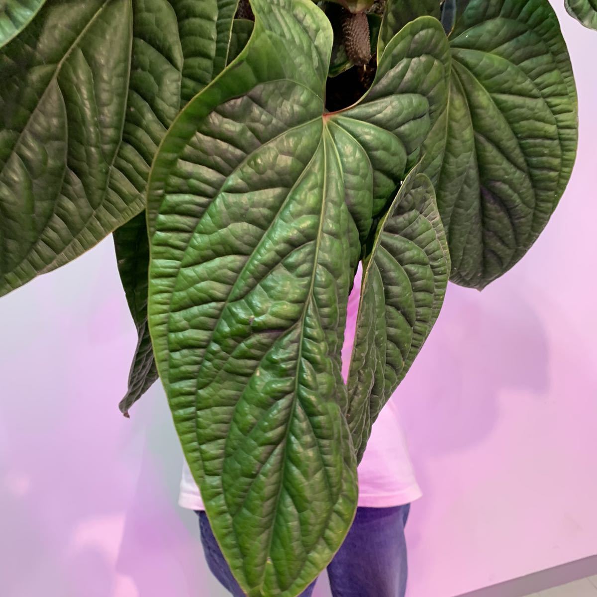 アンスリウム シリ / Anthurium Sirih③ アンスリウム シリ