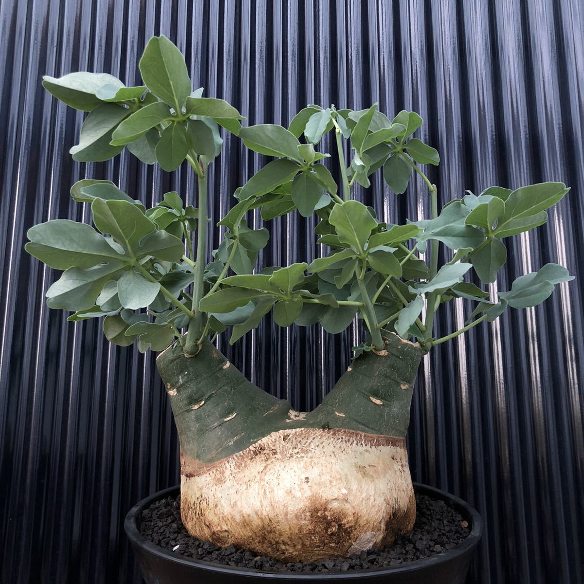 多肉 Adenia glauca アデニア グラウカ 幻聴かずら 巨大 /多肉