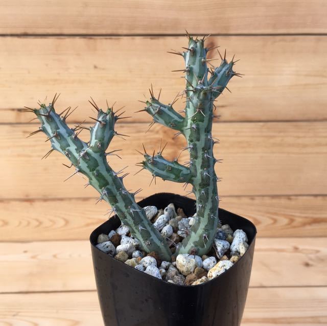 台座発根済みユーフォルビア ホルウッディ