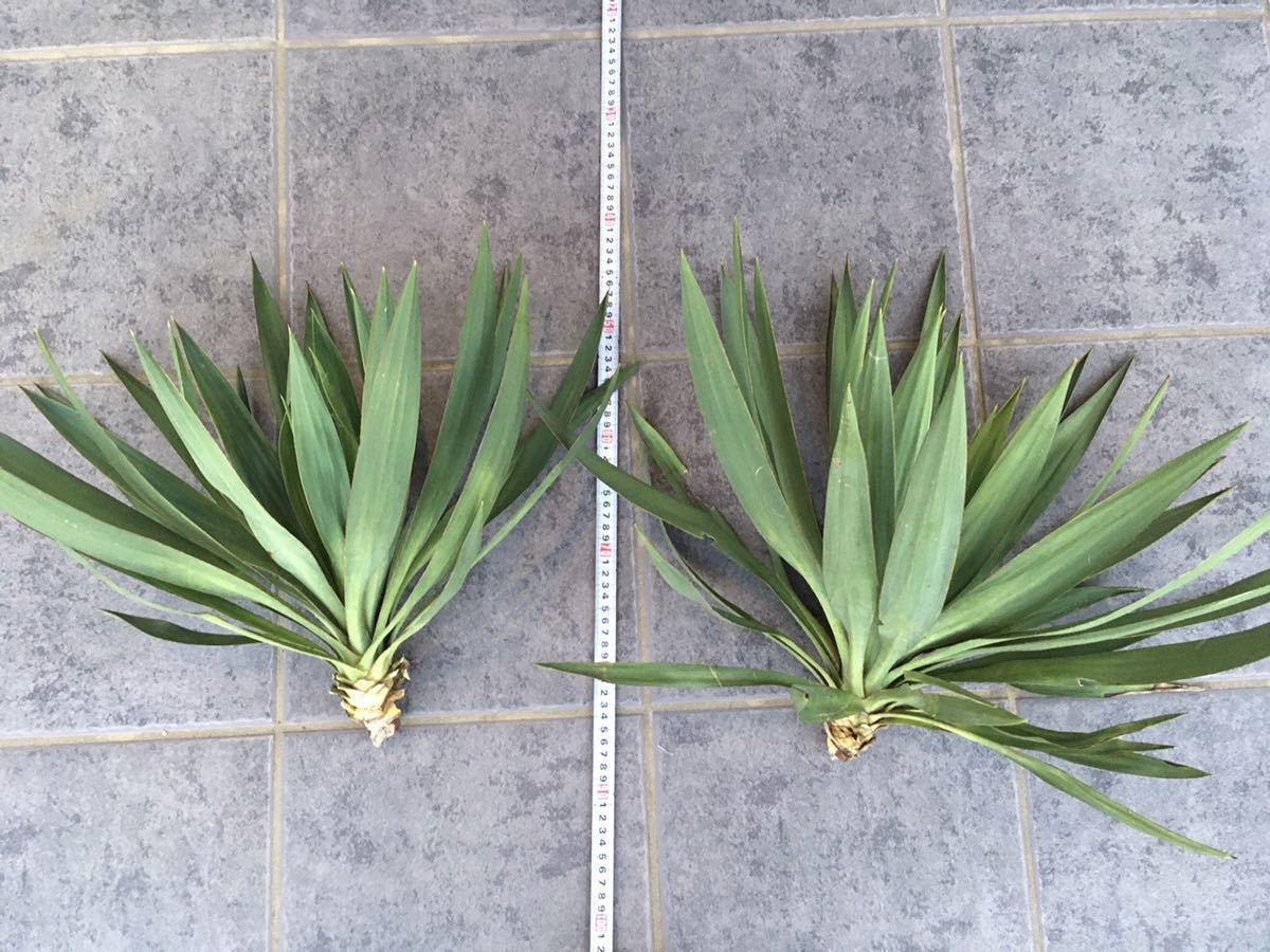 ユッカ グロリオサ キミガヨラン 良樹形 切り苗発送 サボ