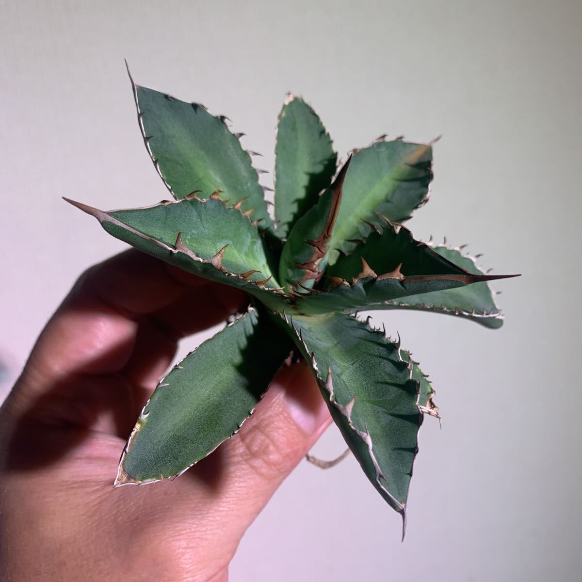 アガベ 焱/炎 Lophantha x Purple Gentlman アガベ 焱 / 炎