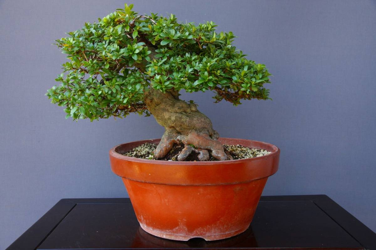 盆栽 皐月 中品 観葉植物 盆栽 皐月 中品 観葉植物