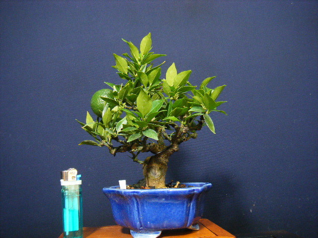 マートル盆栽 楽天市場】ミニ盆栽 銀梅花 ぎんばいか ギンバイカ ミニミニ盆栽