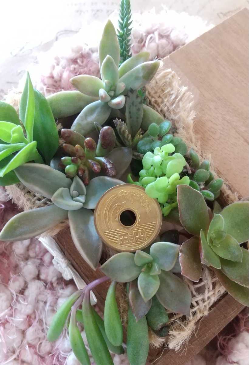 多肉植物 カット苗 初心者向け詰め合わせ お試しセット カット苗 育ちやすく増えやすい種類 の落札情報詳細 ヤフオク落札価格情報 オークフリー スマートフォン版