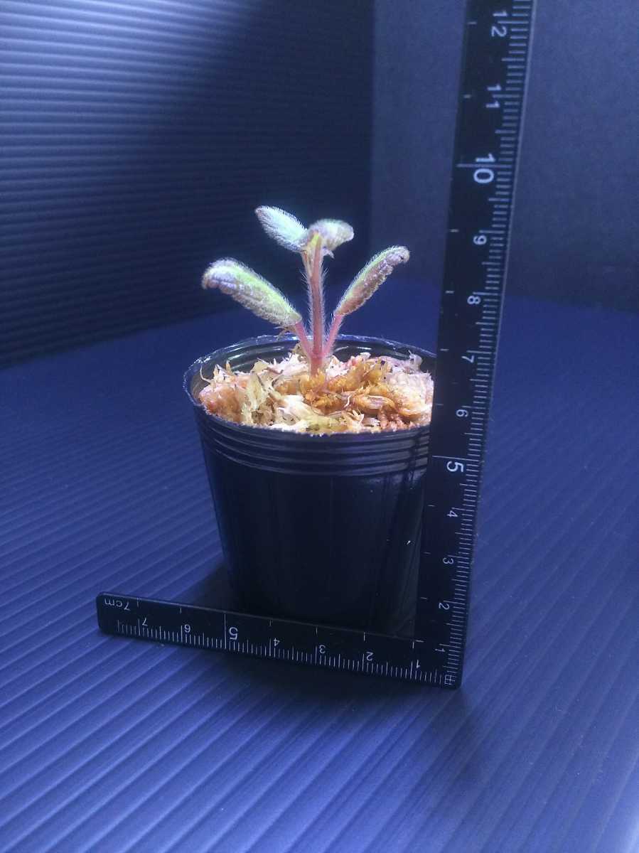 Ada侘び草シリーズ ソネリラsp ワヤナード Sonerila Sp Wayanad Wabi Kusa Mat Ada メラストマ 熱帯植物 パルダリウム 送料130円 の落札情報詳細 ヤフオク落札価格情報 オークフリー スマートフォン版