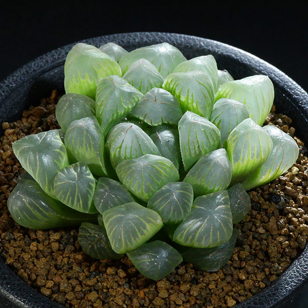 新品 ハオルチア オブツーサ 2 5号 19 トゥルンカータ Haworthia Obtusa 大窓 ハオルシア の落札情報詳細 ヤフオク落札価格情報 オークフリー スマートフォン版