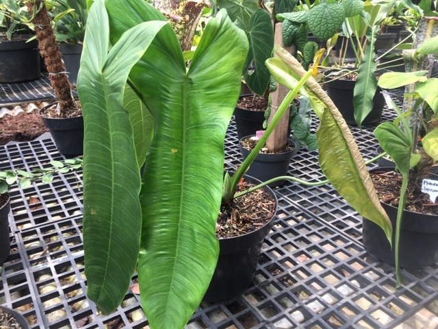 フィロデンドロン　シャロニアエ　希少 希少フィロデンドロン シャロニアエ Philodendron sharoniae