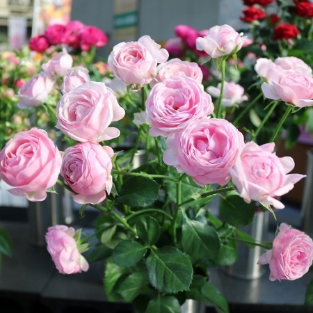 切り花品種 エリシオン Spバラ ピンクカップ咲き 挿し木苗 の落札情報詳細 ヤフオク落札価格情報 オークフリー スマートフォン版