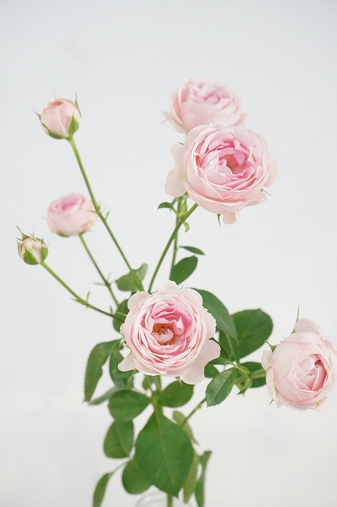 切り花品種 エリシオン Spバラ ピンクカップ咲き 挿し木苗 の落札情報詳細 ヤフオク落札価格情報 オークフリー スマートフォン版