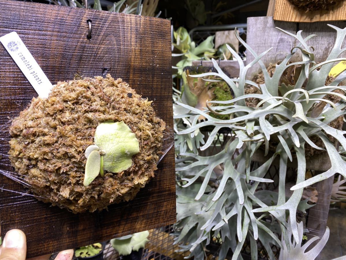 Platycerium 'OMG' ビカクシダ OMG ／ 胞子培養ケース ビカクシダ OMG