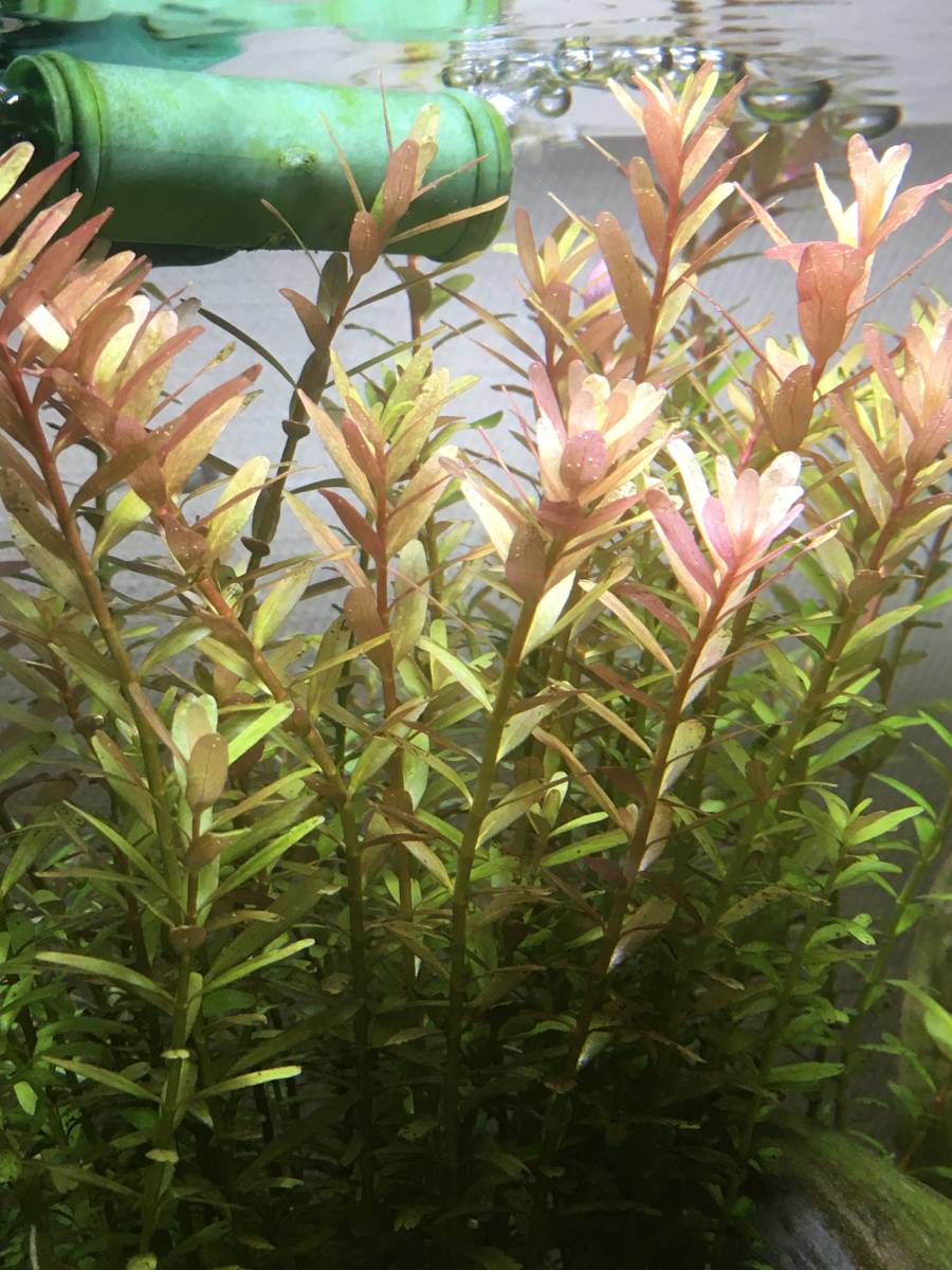 ロタラ インディカ 10本 送料150 の落札情報詳細 ヤフオク落札価格情報 オークフリー スマートフォン版