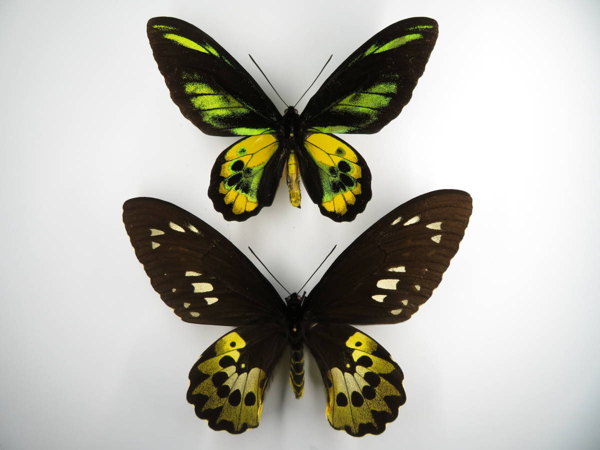 蝶標本】トリバネアゲハ ロスチャイルドトリバネアゲハ 送料無料