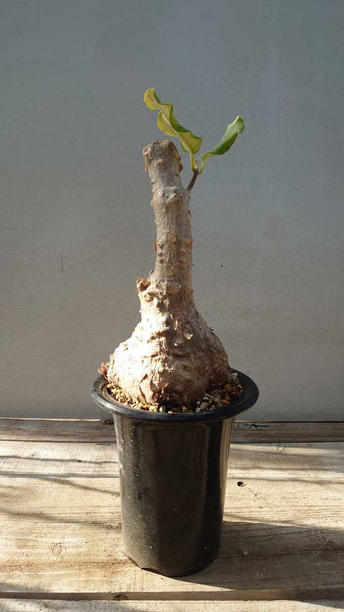 発根済】①キビリザ アルベルシアナ/Cibirhiza albersianaの落札情報