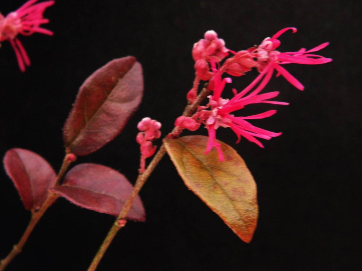 新品 斑入 カラス葉 濃赤花 青軸 青葉 鮮ピンク花 紅花トキワ万作 ２種組 珍品 花木 山野草 送料無料 第４種郵便 の落札情報詳細 ヤフオク落札価格情報 オークフリー スマートフォン版