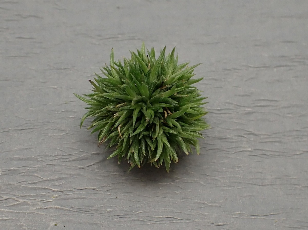 アエラントス テディベア T Aeranthos Teddy Bear Www Hermosa Co Jp