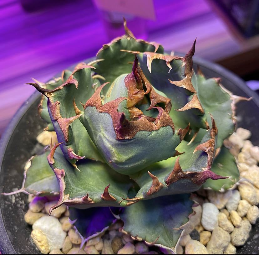 Uncle Sam - アガベ チタノタ ワイドリーフ コンパクト タイプ (小