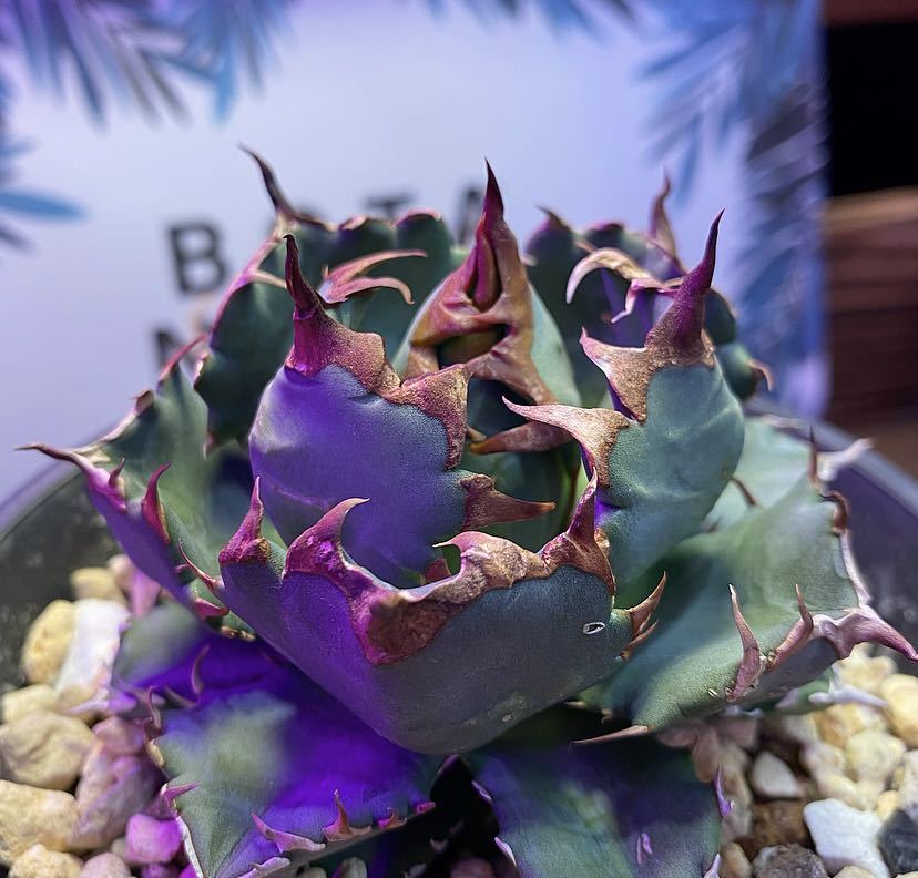 Agave titanota No.1 compacta ドワーフ（アガベ チタノタ 【 AGAVE  
