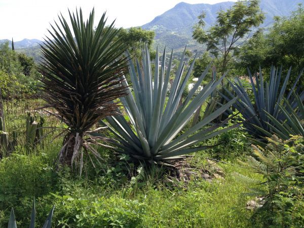 アガベ カルウィンスキー 多肉植物：アガベ カルウィンスキー 為朝*幅20cm 現品！一品限り