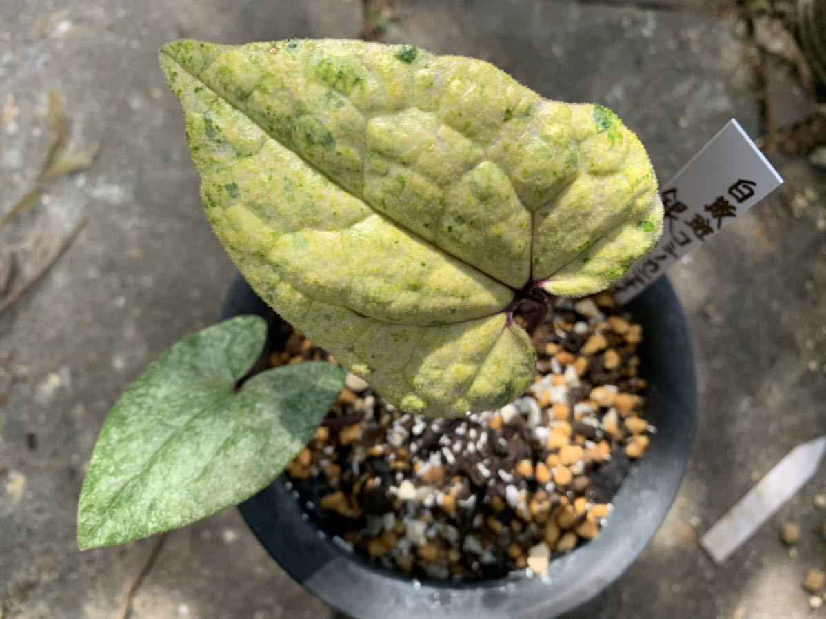 新品 山野草 銀月 コシノカンアオイ 寒葵 カンアオイ 斑入り 斑入り山野草 の落札情報詳細 ヤフオク落札価格情報 オークフリー スマートフォン版