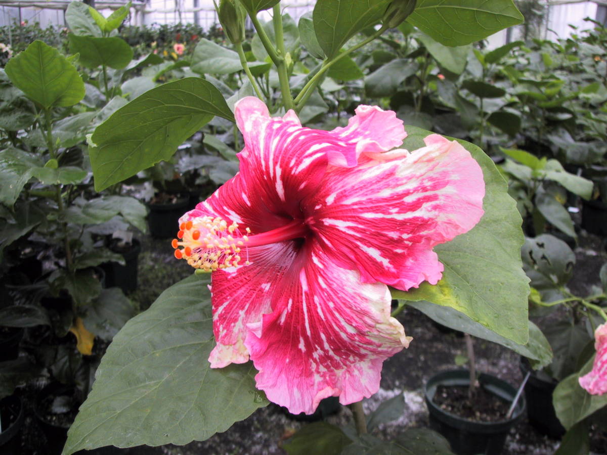 22年のクリスマスの特別な衣装 ハワイアンハイビスカス T サプライズ 4 5号 5号ポット Www Cursillosmadrid Es