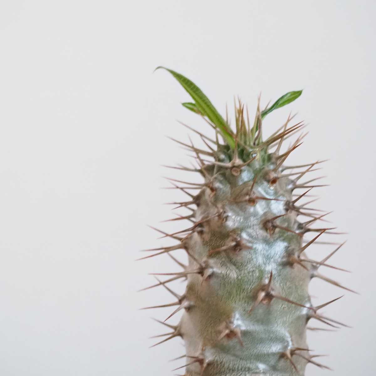 【大株】パキポディウムラモスム 国内実生 塊根植物 サボテン パキポディウム・ラモスム』🌵 トゲトゲしたメタリックグレーの幹が