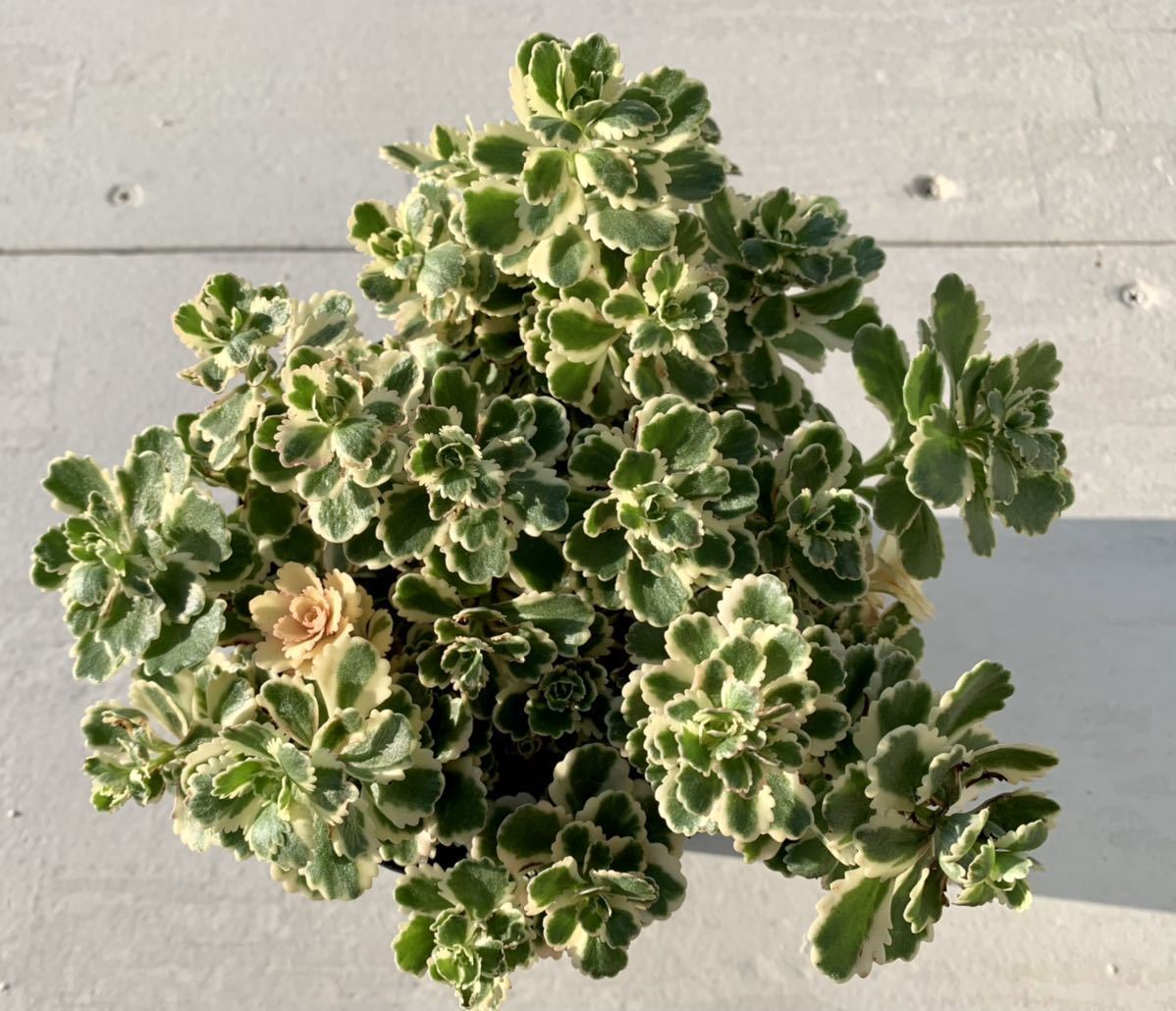 多肉植物 セダム アトランティス 希少品種 大苗 の落札情報詳細 ヤフオク落札価格情報 オークフリー スマートフォン版