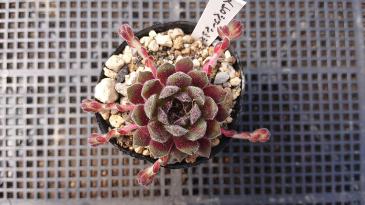 ストロベリーベルベット 多肉植物 センペルビウム 抜き苗の落札情報