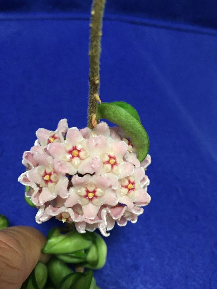 0522 ホヤ カルノーサ コンパクタ バリエガタ トリカラー Hoya Carnosa Cv Compacta Variegatat 4号プラ鉢 の落札情報詳細 ヤフオク落札価格情報 オークフリー スマートフォン版