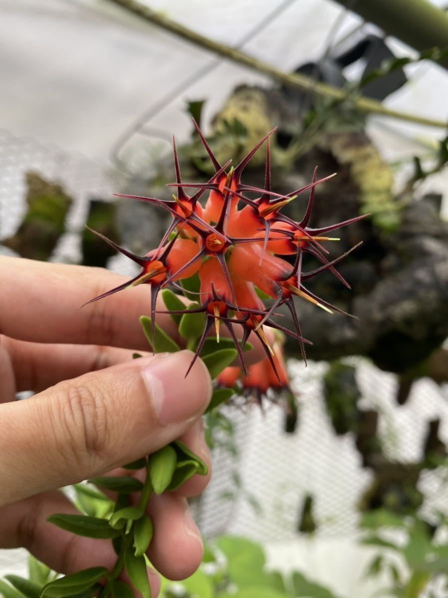 新品】南米着生ツツジ Ceratostema glans Ecuador [STRINGEPLANTS]の