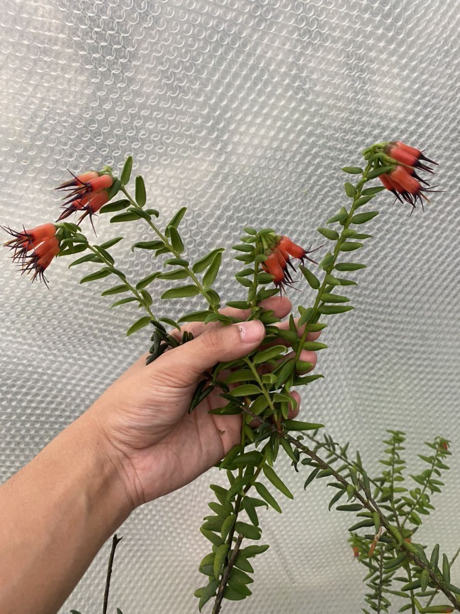 新品】南米着生ツツジ Ceratostema glans Ecuador [STRINGEPLANTS]の