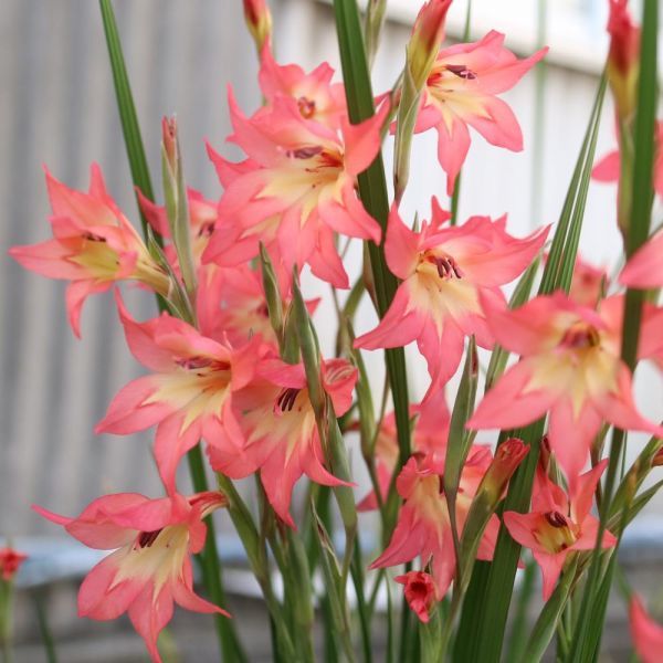 新品 スプリンググラジオラス コンチェルトの球根 10g 3 6球 の落札情報詳細 ヤフオク落札価格情報 オークフリー スマートフォン版