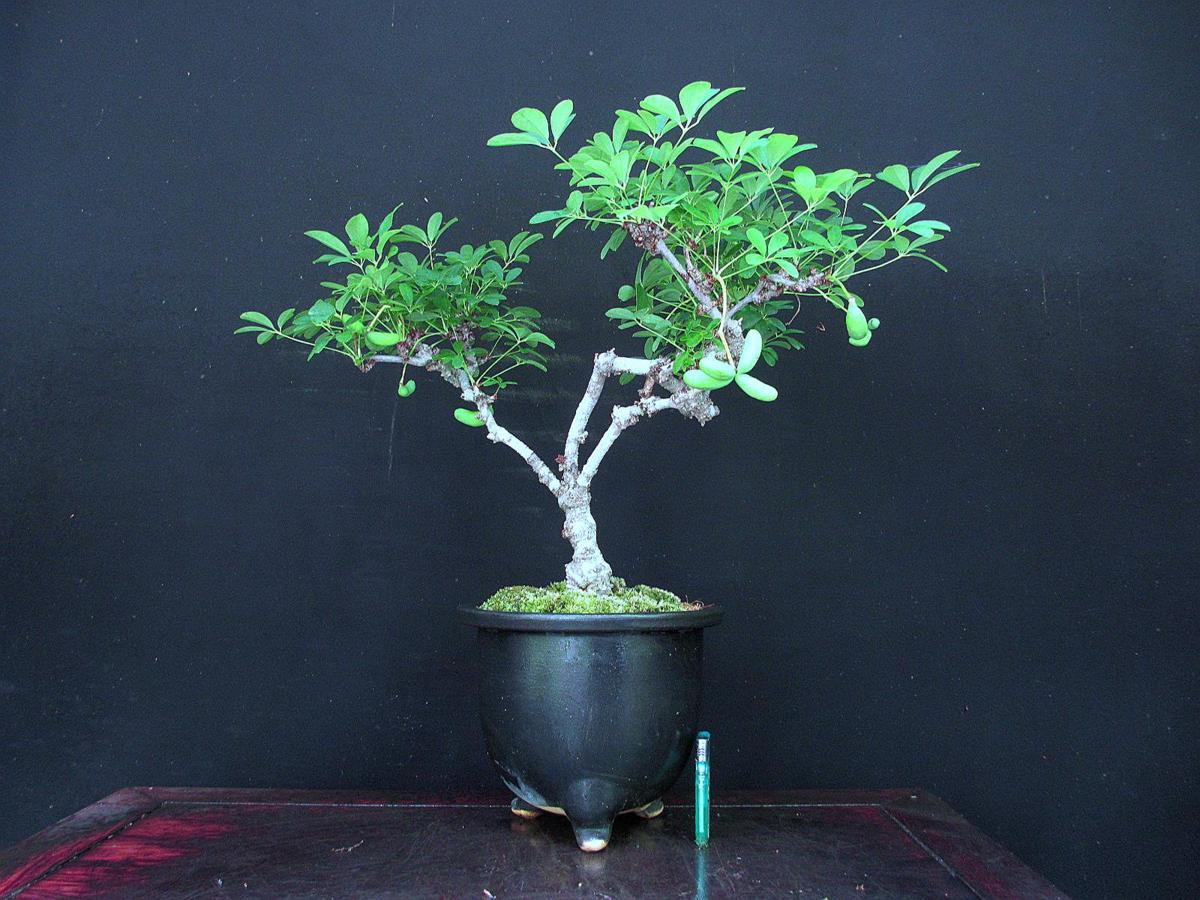 盆栽【山採り五葉アケビ】