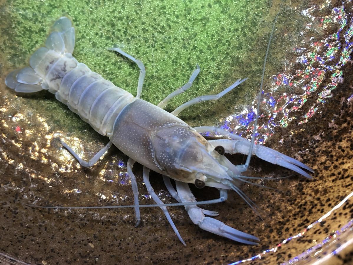 新品 アメリカザリガニの色素変異 クリアザリガニ 写真の個体 7センチ弱メス ベースモルフ Bkヘテロ 75 の落札情報詳細 ヤフオク落札価格情報 オークフリー スマートフォン版