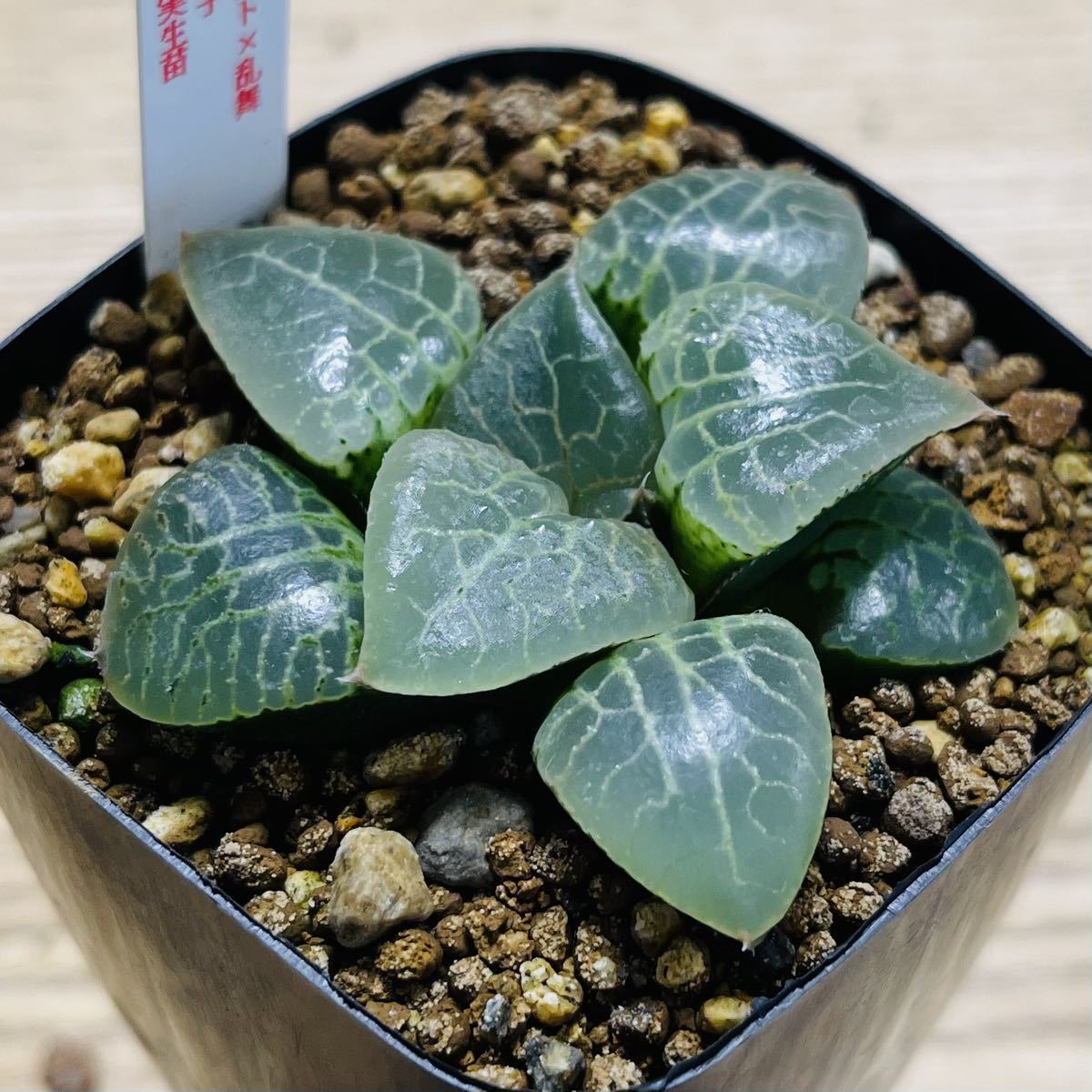 ハオルチア 水晶オブツーサ 極上斑 【公式通販】